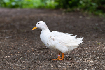 Naklejka na ściany i meble White Mallard Duck (Anas platyrhynchos)