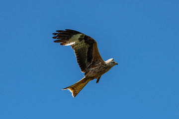 Red kite (Milvus milvus) bird of prey