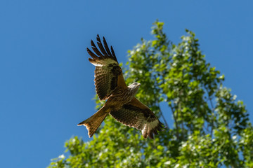 Fototapeta premium Red kite (Milvus milvus) bird of prey