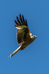 Red kite (Milvus milvus) bird of prey