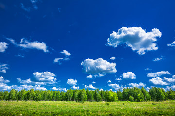 Blue sky and young birch grove
