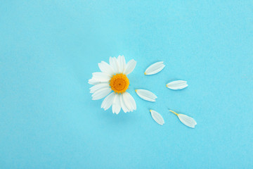 Fototapeta na wymiar Fresh wild chamomile flower on color background