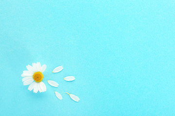 Fototapeta na wymiar Fresh wild chamomile flower on color background