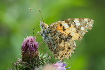 Painted lady (Vanessa cardui) on the flower. Bieszczady Mountains. Poland