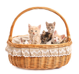 Fototapeta na wymiar Cute funny kittens in basket on white background