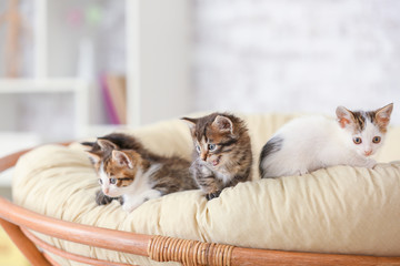 Fototapeta na wymiar Cute funny kittens at home