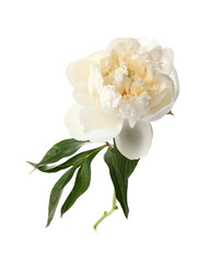 Beautiful peony flower on white background