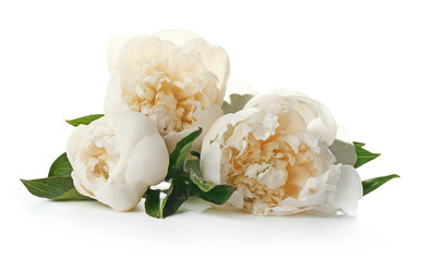 Beautiful peony flowers on white background