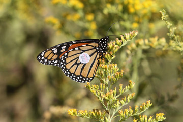 Monarch butterfly tagging project