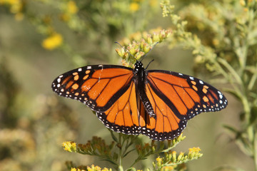 Monarch butterfly tagging project
