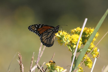 Monarch butterfly tagging project
