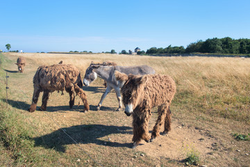 Famous donkeys on Ile de Re