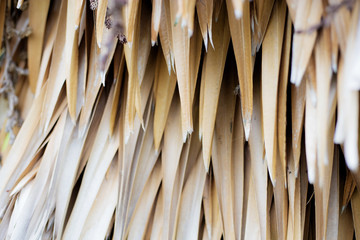 Dries of palm leaves with background.