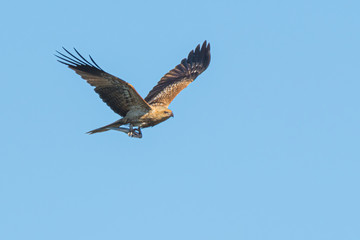 Whistling Kite with Catch of the Day