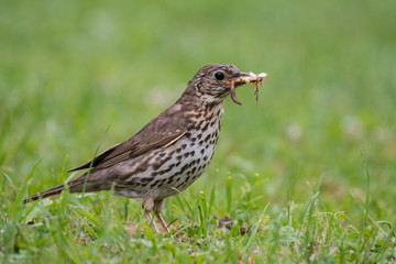 Song thrush (Turdus philomelos) feeding on the grass in the rain.