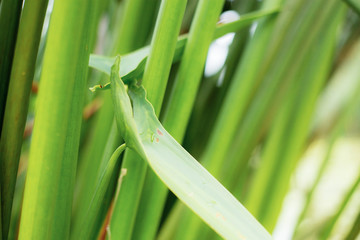 Leaves of plant with sunrise.