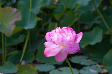 Obraz premium 蓮の花