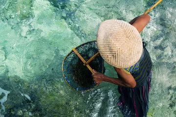 Foto auf Acrylglas Zanzibar Bauer erntet Seegras im Meer mit Kescher