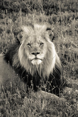 African Wildlife Lion