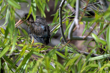 Baby Swamp Bird in the Everglades 