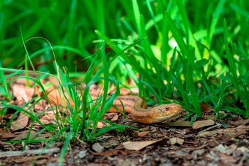 Snake in the Grass / Nonvenomous 