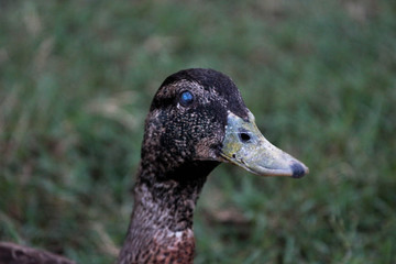 Old Face of a duck / Senior