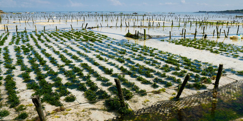  sea weed plantation  © MICHEL