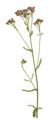 Common yarrow, Achillea millefolium flower isolated on white background 