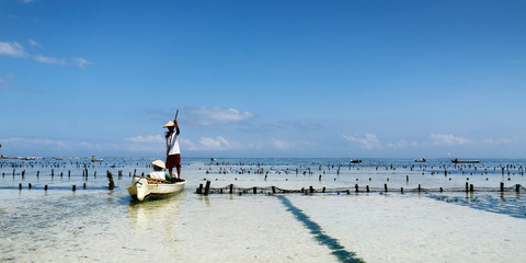 farmer in boat harvesting sea weed in underwater plantation © MICHEL