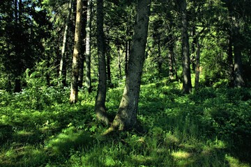 Fototapeta na wymiar Beautiful Siberian taiga under the rays of the summer sun.
