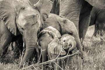 African Wildlife Elephant Family with Baby Calf