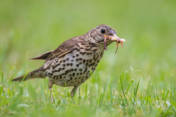 Song thrush (Turdus philomelos) feeding on the grass in the rain.