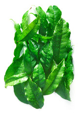 fresh green leaves of tea tree, background with copy space