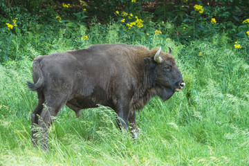 The European bison (Bison bonasus) on the meadow. Bieszczady Mountains. Poland