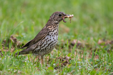 Song thrush (Turdus philomelos) feeding on the grass in the rain.