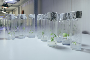 Cloned decorative micro plants in test tubes with nutrient medium. Micropropagation technology in vitro