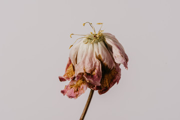 Beautiful wilted pink peony on white background. Studio shot - Powered by Adobe