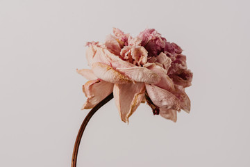 Beautiful wilted pink peony on white background. Studio shot