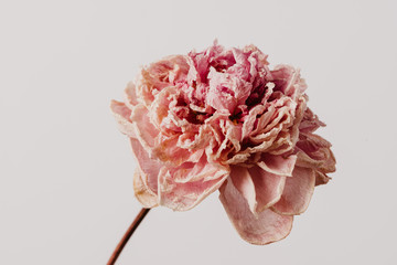 Beautiful wilted pink peony on white background. Studio shot