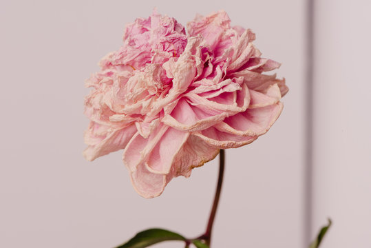 Beautiful wilted pink peony on white background. Studio shot