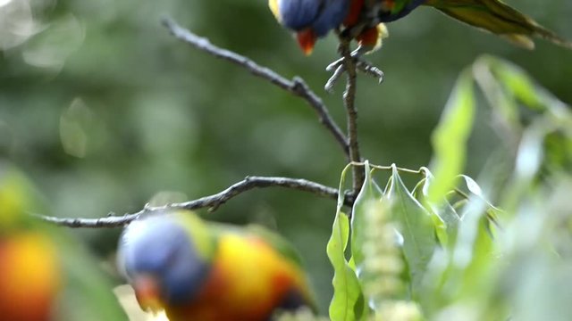 Rainbow lorikeets out in nature during the day.
