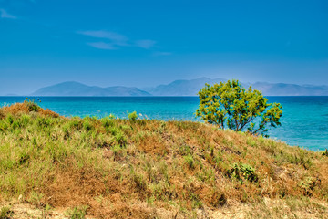 Fototapeta na wymiar Tree on the beach on the island Kos in Greece