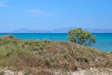 Tree on the beach on the island Kos in Greece