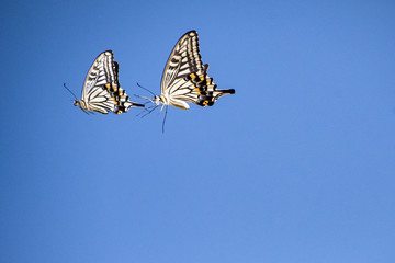 ２匹のアゲハチョウ