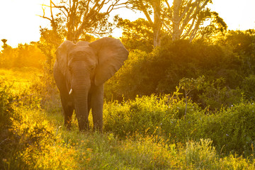 Elephant Family in Sunset © Anthony McGovern