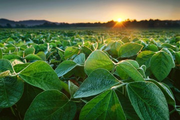 Soy field in early morning. Soy agriculture - obrazy, fototapety, plakaty