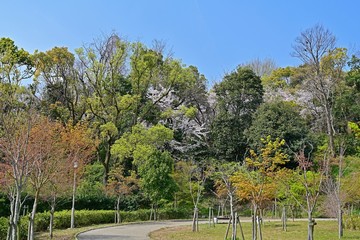 満開の桜咲く公園の情景