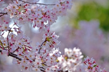 満開の桜咲く情景