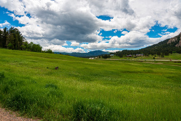 Fototapeta premium field