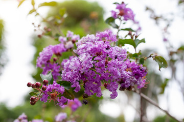 Obraz premium Purple Crape myrtle, Lagerstroemia, Crape flower (Indian Lilac) bloom in the garden on blur nature background.